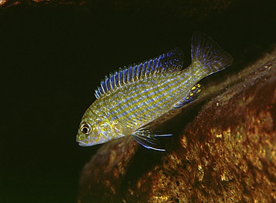 Labidochromis textilis 'Lumbaulo'